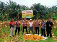 Polsek Kandis Bersama Yayasan Sakai Mandiri Panen Raya Jagung Pipil, Wujudkan Program Ketahanan Pangan