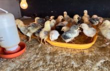 Lapas Bengkalis Sukses Tetaskan 200 Ekor Anak Ayam Secara Mandiri