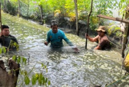 Perkuat Ketahanan Pangan Lapas Bengkalis Panen Ikan Pating 180 Kg
