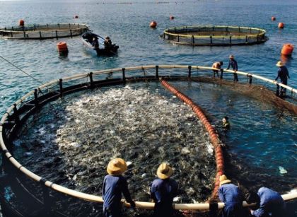 Ilustrasi sektor perikanan. Sumber: Internet