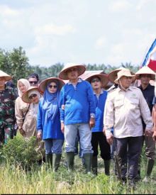Bupati Indragiri Hilir (Inhil) H. Herman, SE., MT bersama Ketua TP PKK Kabupaten Inhil Hj. Katerina Susanti Herman, SKM., M.Kes menghadiri acara panen raya padi perdana tanam jenis IP 300 dan panen IP 100 di wilayah kerja Brigade Pangan Kempas Jaya II, Kecamatan Kempas, Minggu (25/1/2026).