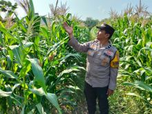 Polisi Dukung Ketahanan Pangan, Jagung di Ponpes Tumbuh Subur