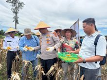 Panen Raya Jagung 2026, Kolaborasi Multi Pihak Wujudkan Kemandirian Pangan Berkelanjutan