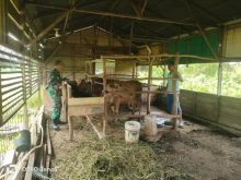 Babinsa Koramil 01/Siak Laksanakan Pengecekan Ternak Guna Cegah Penyakit PMK