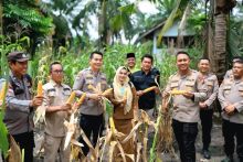 Polres Siak Dampingi Petani, Panen Jagung Jadi Bukti Dukungan Nyata