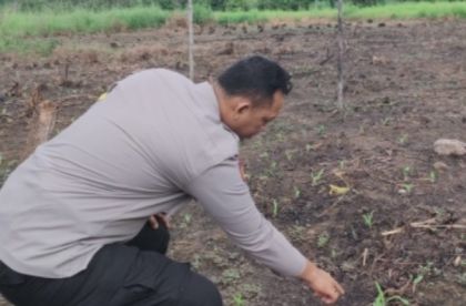 Tanam Jagung Perkuat Ketahanan Pangan, Kapolsek Rokan IV Koto : Diperkirakan Panen Agustus