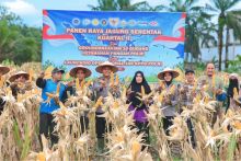 Dukung Swasembada Pangan, Polres Siak Gelar Panen Raya Jagung di Lubuk Dalam