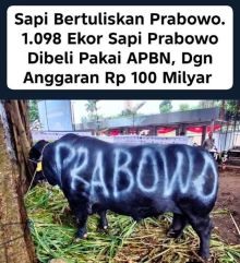 Sapi kurban Presiden Prabowo Subianto. Sumber: Internet