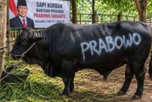 Ilustrasi sapi kurban Presiden Prabowo Subianto. Sumber: Internet
