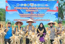 Polres Siak Catat Produksi Jagung Lebih dari 22 Ton, Dukung Ketersediaan Pangan Daerah