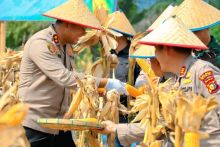 Dukung Swasembada Pangan, Polres Siak Gelar Panen Raya Jagung di Minas