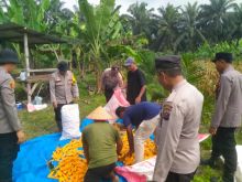 Dukung Swasembada Polsek Pinggir Panen 2 Ton Jagung