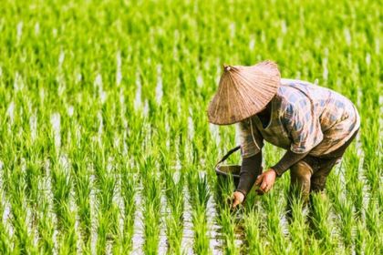 Menanam padi. Sumber: Internet