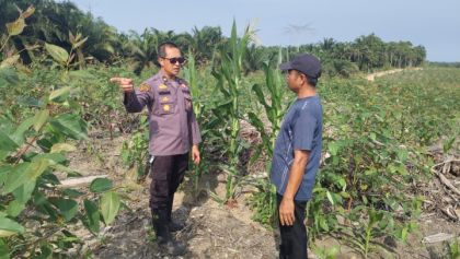 Polres Siak Intensif Dampingi Petani Jagung, Perkuat Ketahanan Pangan Nasional
