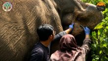 Sinergi PT RAPP–BBKSDA Riau Jaga Gajah Sumatra, Pemeriksaan Medis Tunjukkan Perkembangan Positif