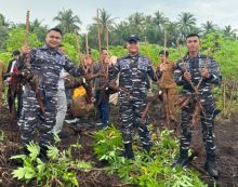 Posal Bengkalis dan Bumdesa Bina Citra Mandiri Panen Raya Ubi Kayu Capai 60 Ton