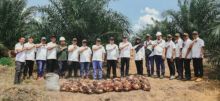 Tembus Usia 2,5 Tahun, Sawit Muda PTPN IV Regional III Catat Produksi di atas Standar Nasional