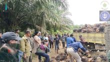 Manajemen, tim pengamanan, dan karyawan Kebun Sei Berlian, Kampar, Riau, PTPN IV Regional III saat berhadapan dengan oknum pelaku panen liar di Kebun Sei Berlian. (Dok. Humas PTPN IV Regional III)