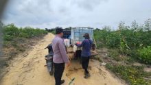 Polsek Sungai Mandau Pantau Kebun Jagung Tumpang Sari PT RAPP, Pastikan Pasokan Air Tetap Terjaga