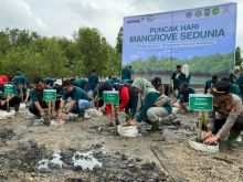 Penanaman mangrove di Desa Bagan Melibur, Kecamatan Merbau, Kabupaten Kepulauan Meranti dalam rangka peringatan Hari Manggrove Sedunia.
