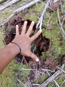 Warga Kampung Langkai Diimbau Waspada, Diduga Ada Jejak Harimau di Paritbaru