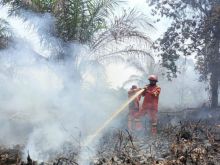 Ilustrasi kebakaran hutan dan lahan. Sumber: Internet