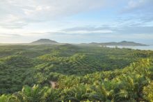 Perkuat Tata Kelola Standar Global, PTPN IV PalmCo Akselerasi Sertifikasi Ratusan Kebun dan PKS