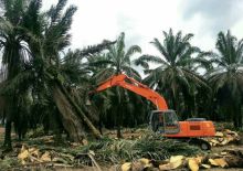 Replanting kebun sawit. Sumber: Sawit Kita