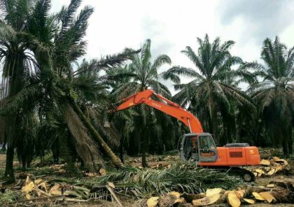 Replanting kebun sawit. Sumber: Sawit Kita