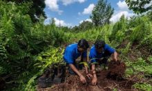 Menjaga Hutan Pulau Padang, Perjuangan Ranger RAPP Merawat Penyangga Kehidupan