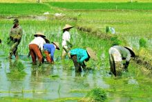 Sektor pertanian padi. Sumber: kompas.com