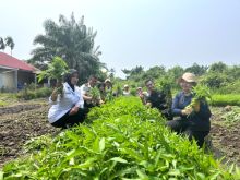 Hasil Bimbingan Kepada WB, Lapas Bengkalis Sukses Panen Kangkung 150 Kg