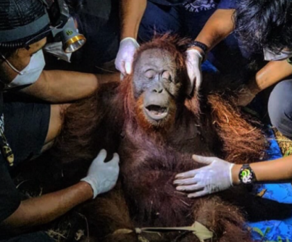 Potret Orang Utan, Hewan Dilindungi yang Terdampak Akibat Asap Kebakaran Hutan dan Lahan di Kalimantan. (Foto: Kemenhut)
