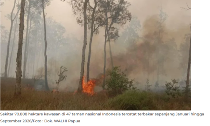Taman Nasional Papua yang Di bakar. (Istimewa)